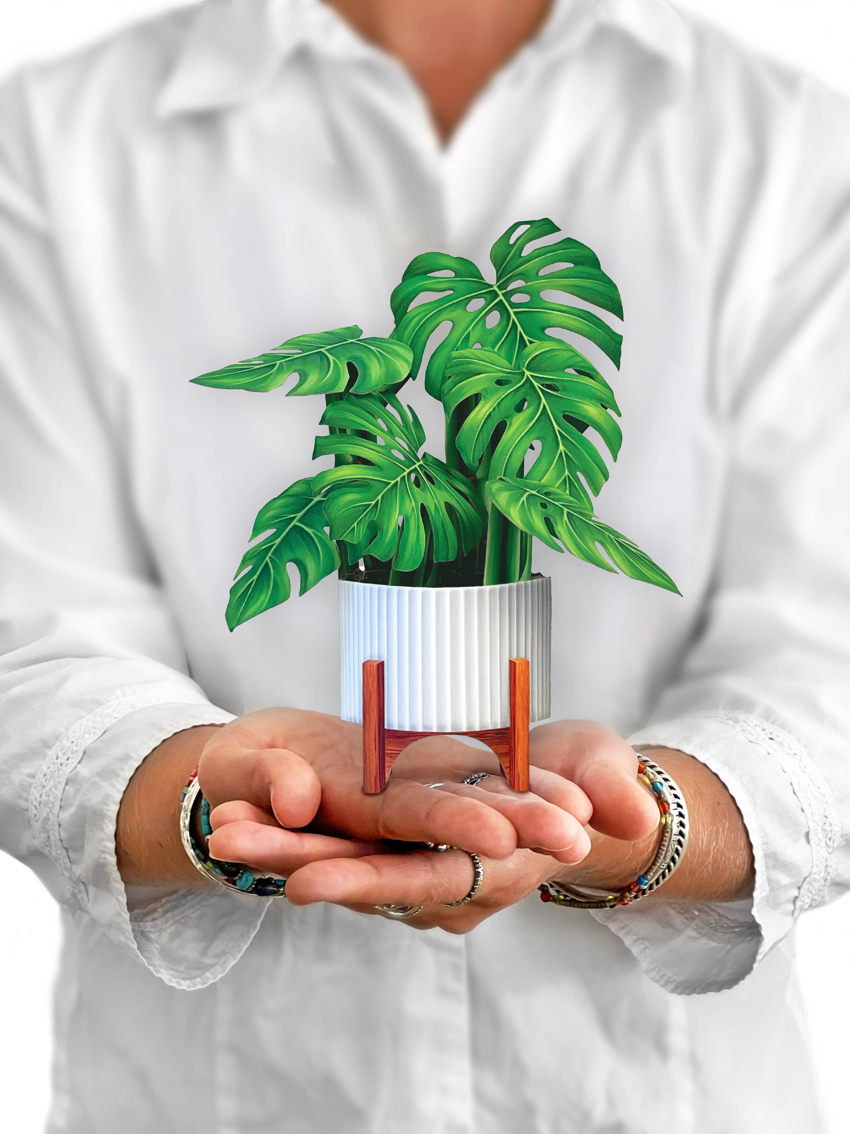 miniature monstera plant Mini Monstera