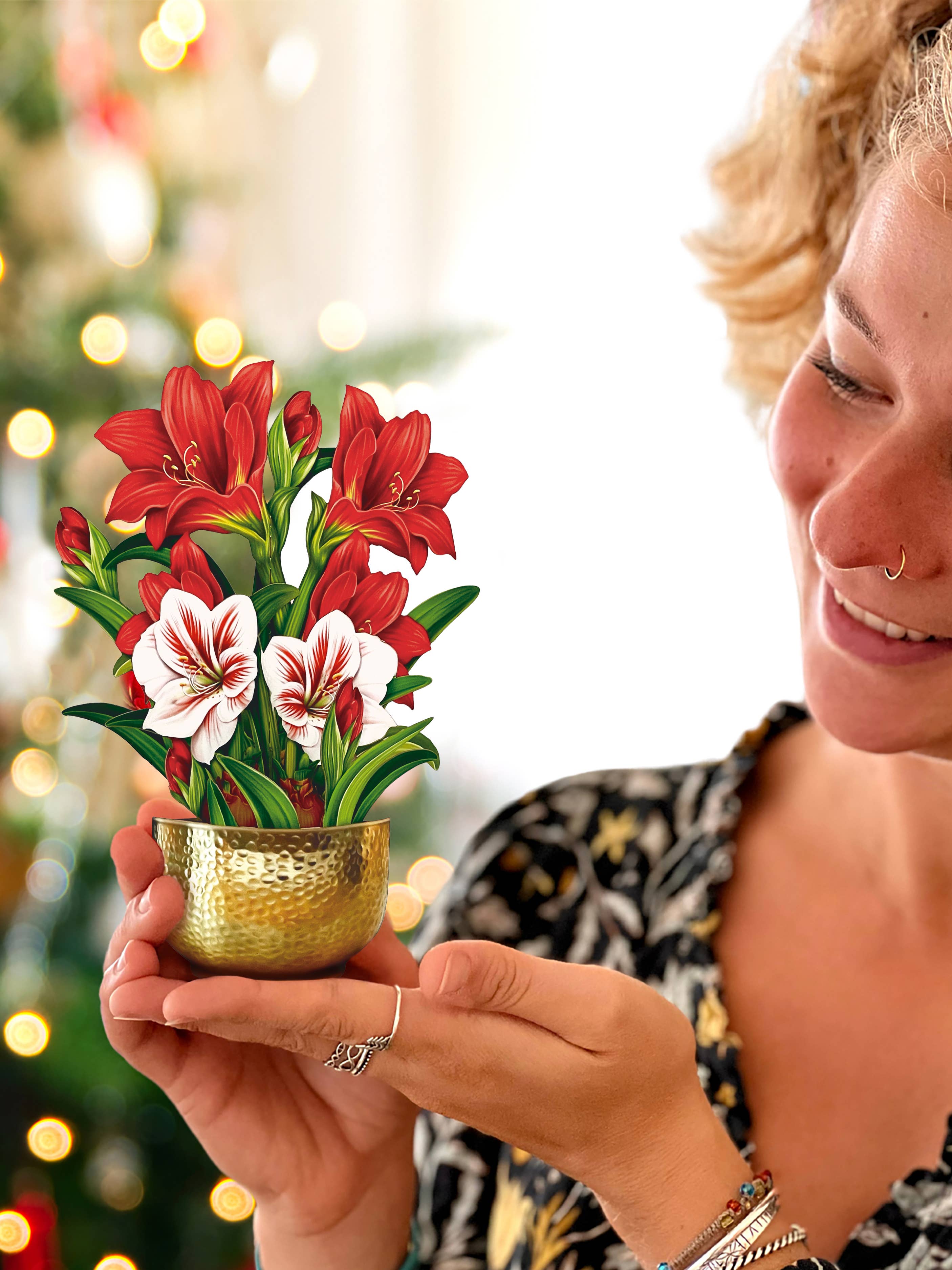 PFB Mini Scarlett Amaryllis