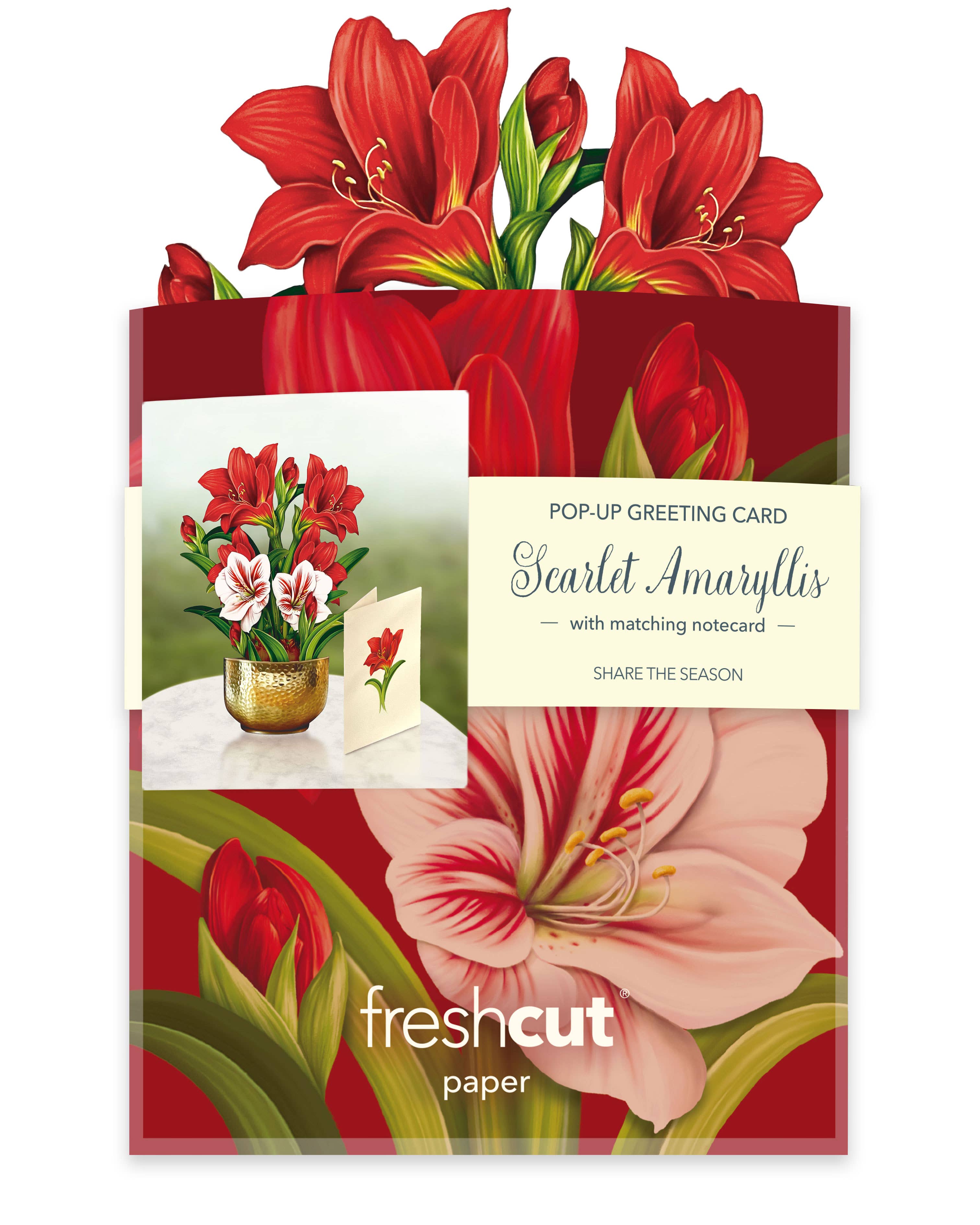 PFB Mini Scarlett Amaryllis