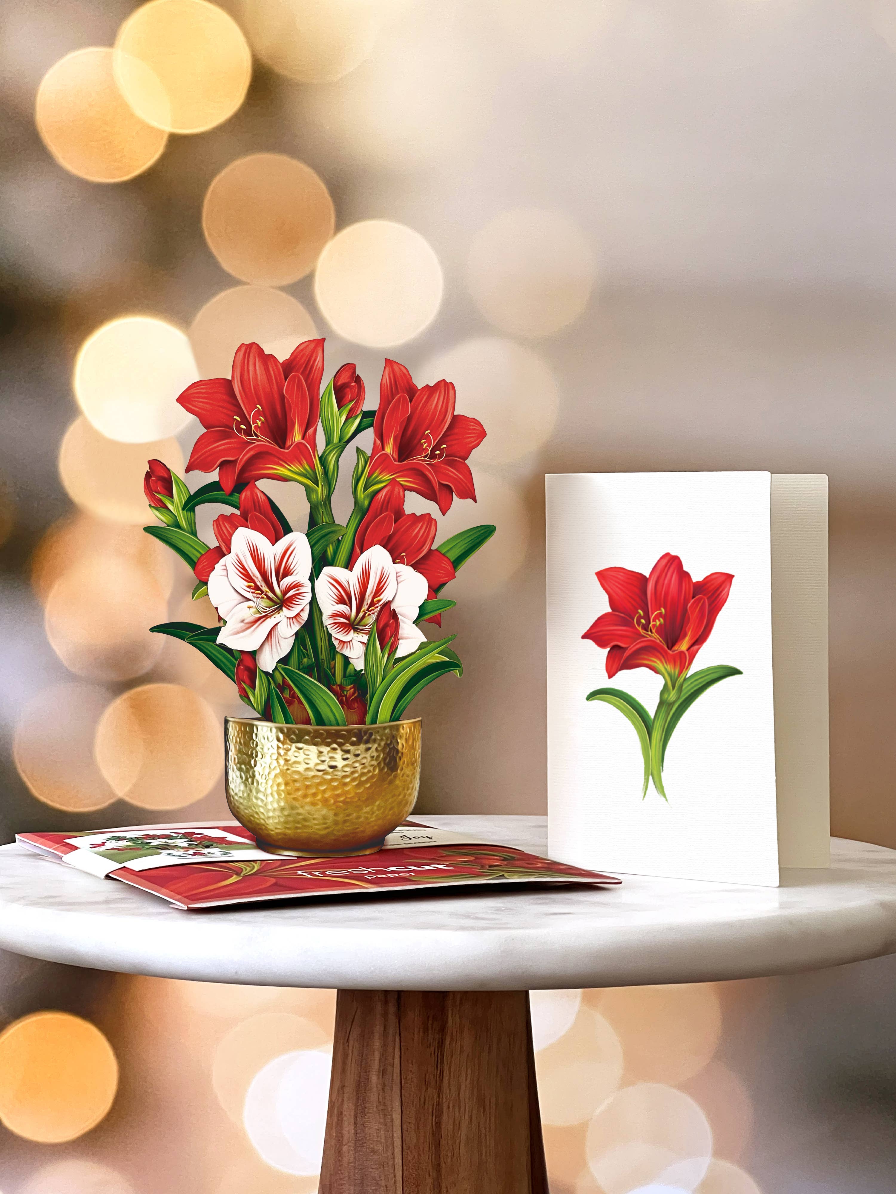 PFB Mini Scarlett Amaryllis