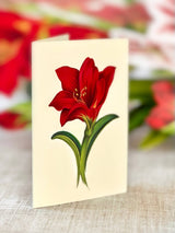 PFB Scarlet Amaryllis