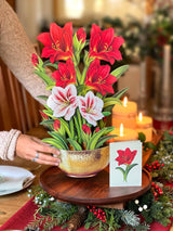 PFB Scarlet Amaryllis