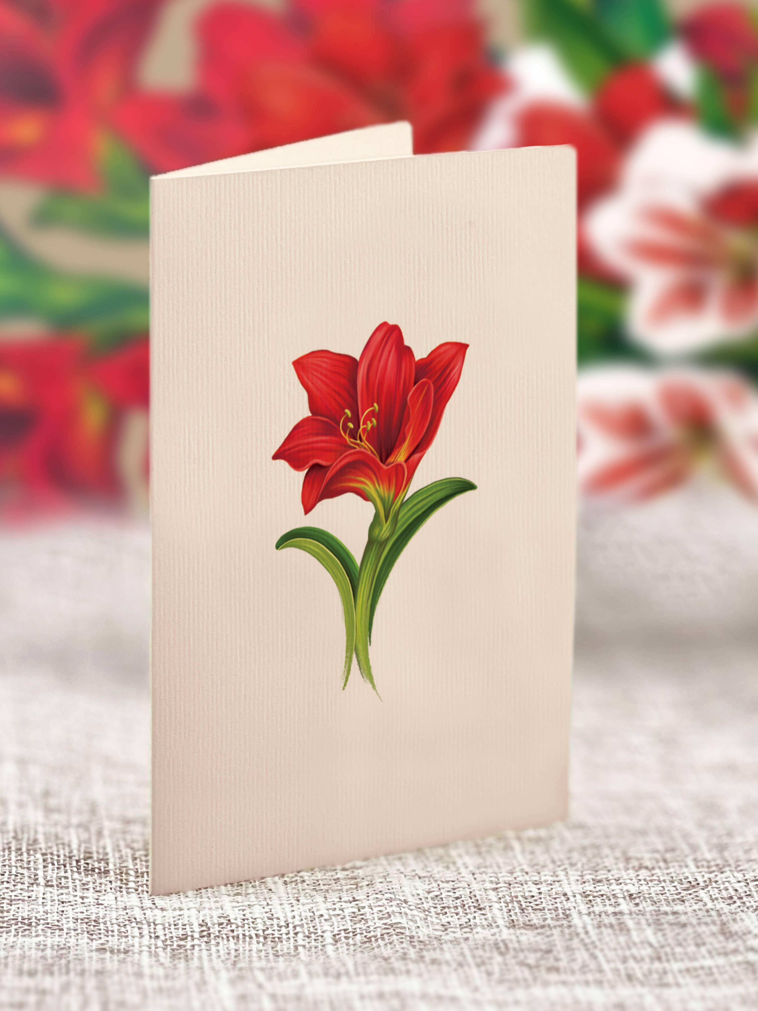 PFB Mini Scarlett Amaryllis