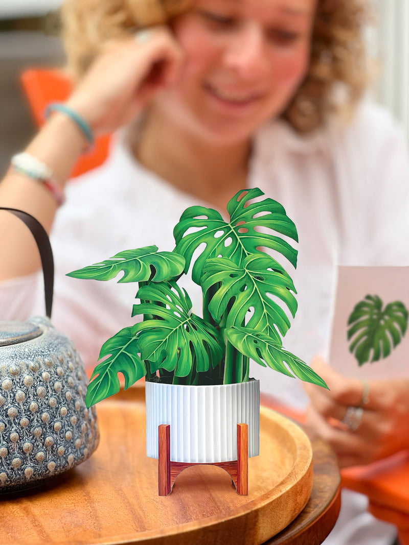 PFB Mini Monstera Plant