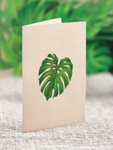 PFB Mini Monstera Plant