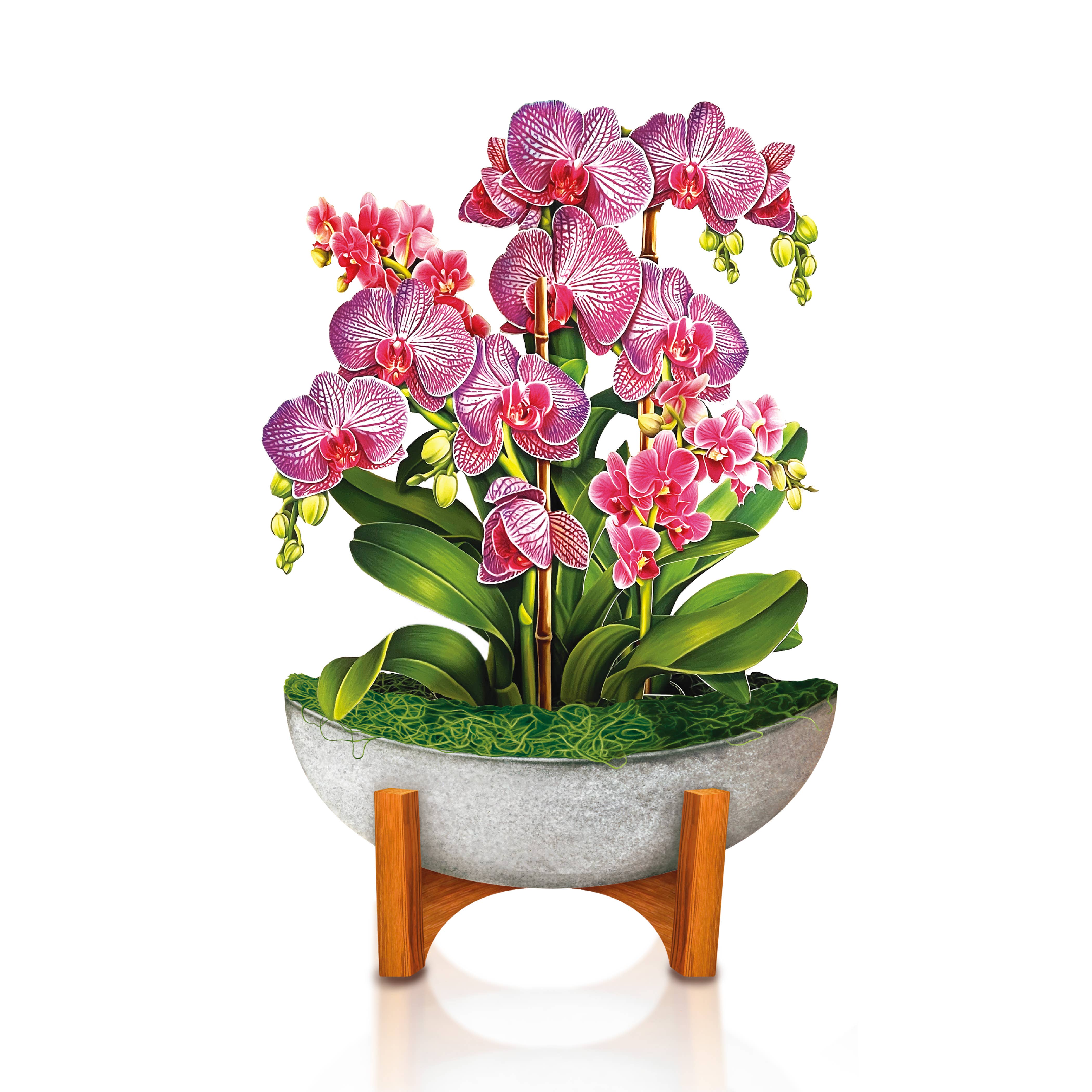 PFB Mini Orchid Oasis