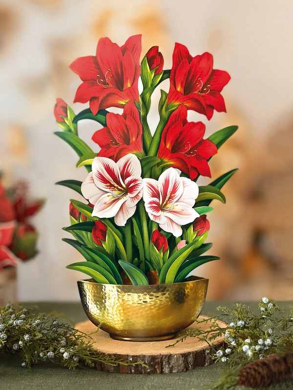 PFB Scarlet Amaryllis